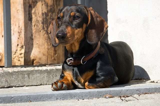 Dachshund Disc Disease A Comprehensive Guide