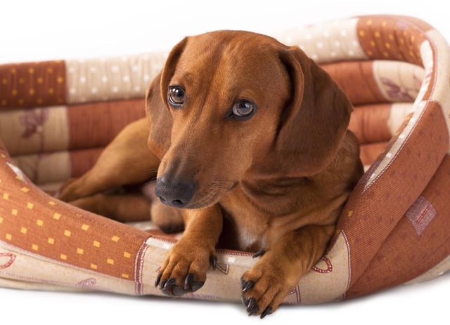 Dachshund Disc Disease A Comprehensive Guide