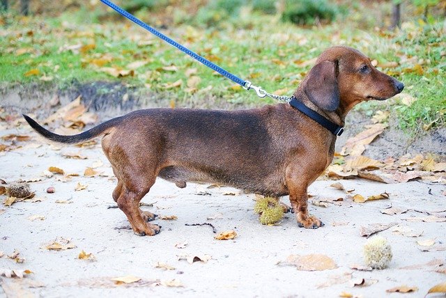 Dachshund Disc Disease A Comprehensive Guide