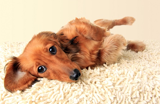 Dachshund Disc Disease A Comprehensive Guide