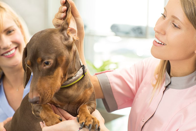 Dachshund Ear Infections A Common Problem