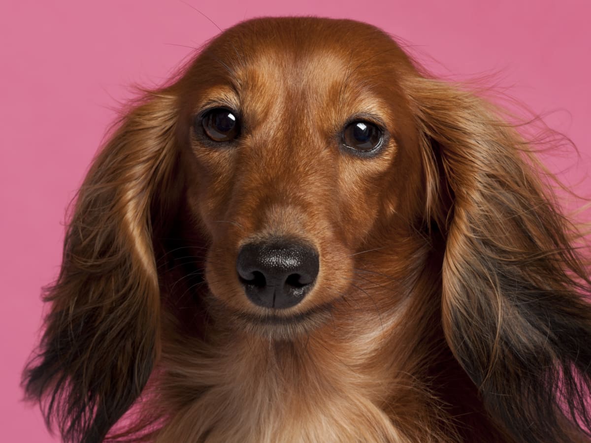 Dachshund Ear Infections A Common Problem