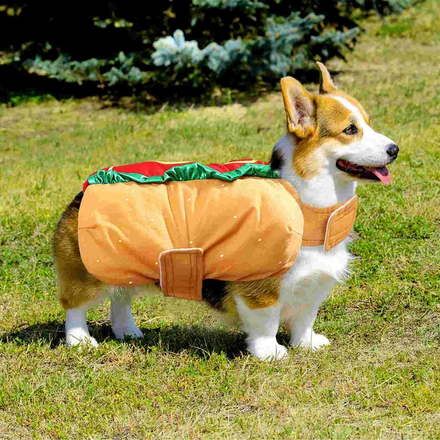 Dachshund Halloween Costumes A Guide to Choosing the Perfect Outfit