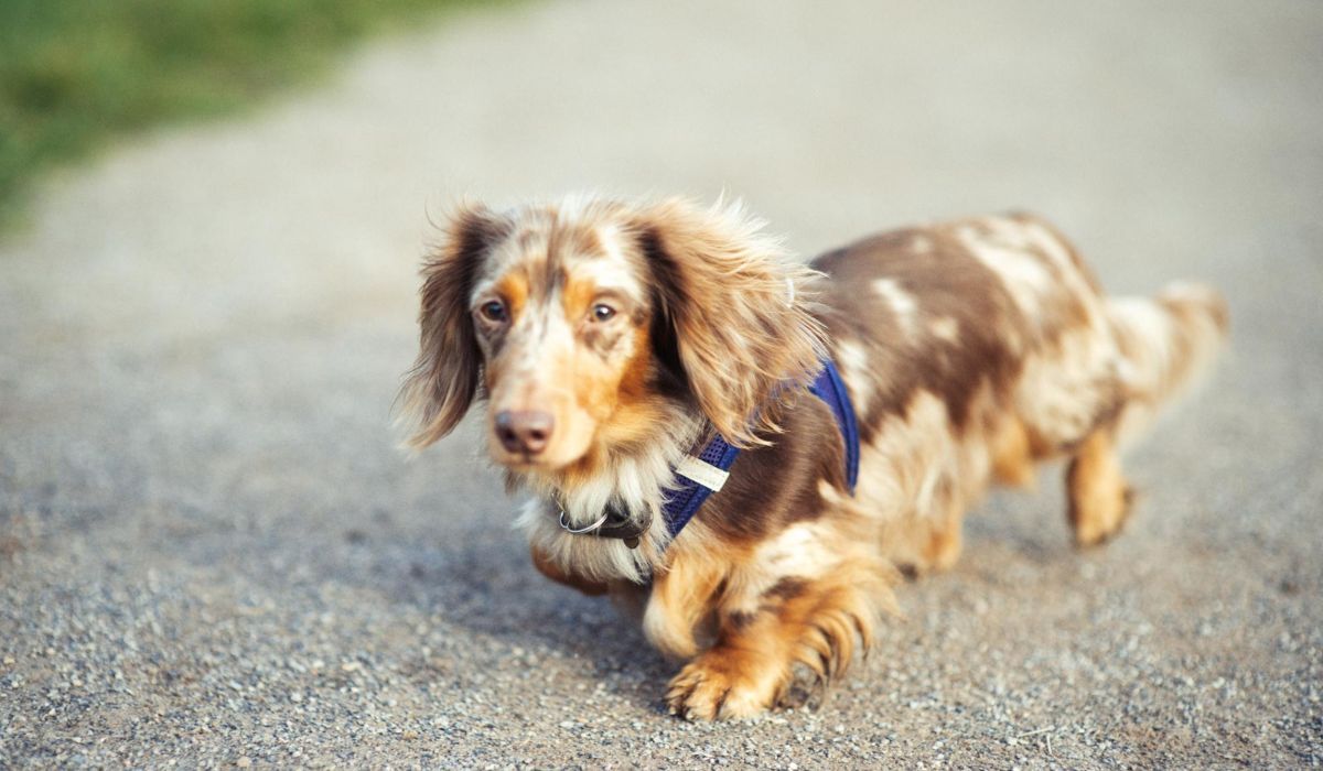 Dachshund Health Concerns A Comprehensive Overview