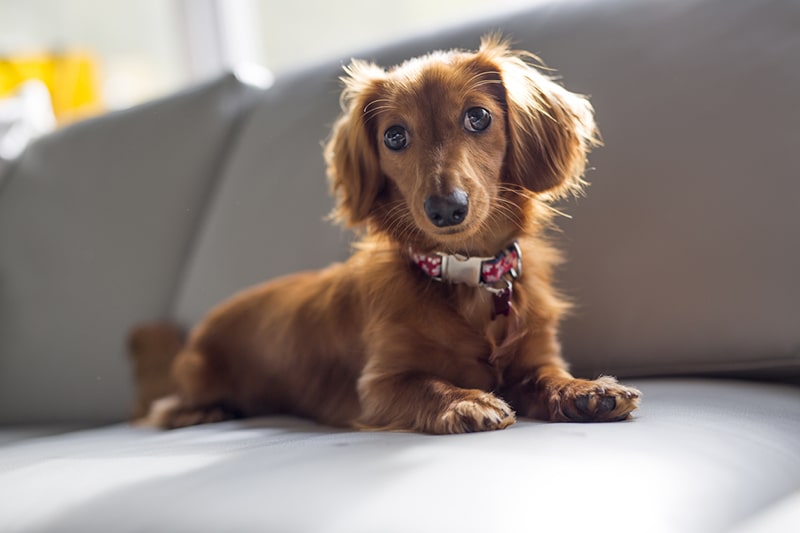 Dachshund Health Concerns A Comprehensive Overview