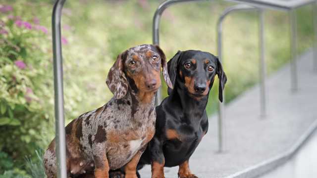 Dachshund Health Concerns A Comprehensive Overview