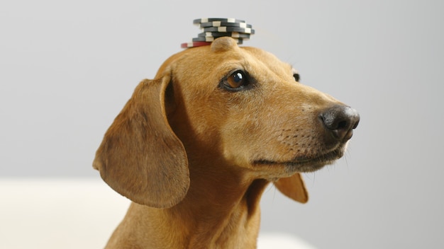 Dachshund Intelligence A Comprehensive Overview