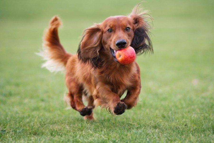 Dachshund Intelligence A Comprehensive Overview