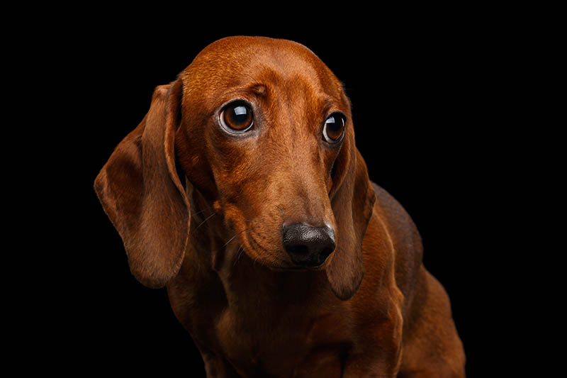 Dachshund Lifespan A Comprehensive Overview