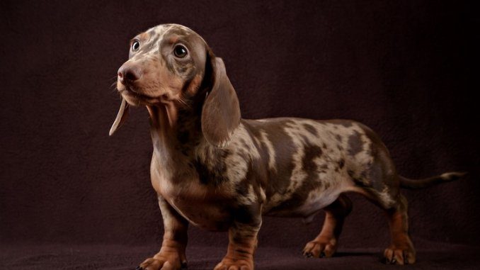 Dachshund Lifespan A Comprehensive Overview