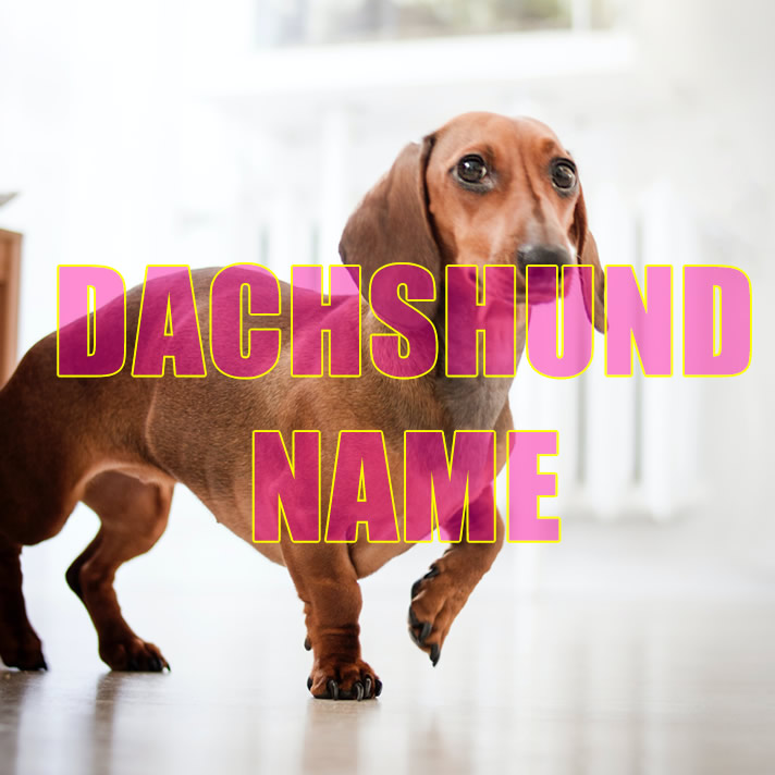 Dachshund Names