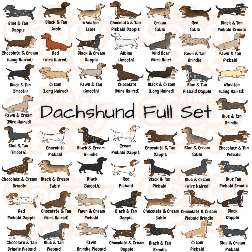 Dachshund Names