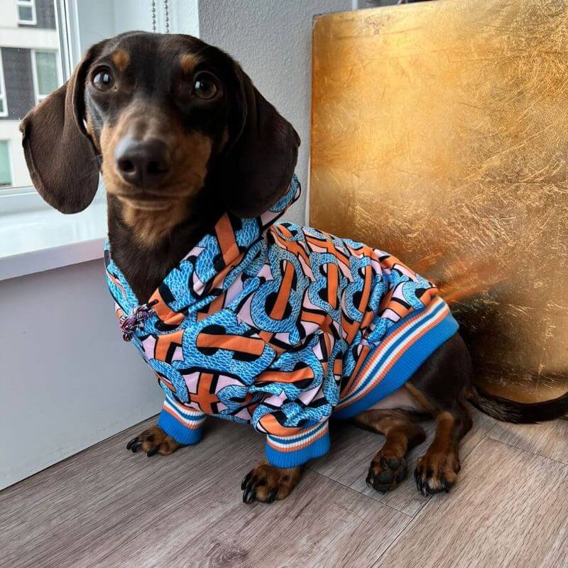 Dachshund Pajamas A Guide to Finding the Perfect Fit