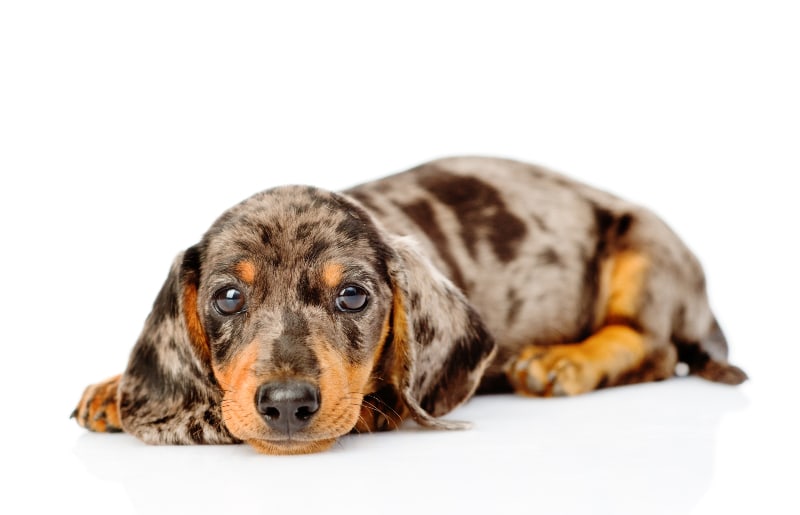 Dachshund Temperament A Comprehensive Overview