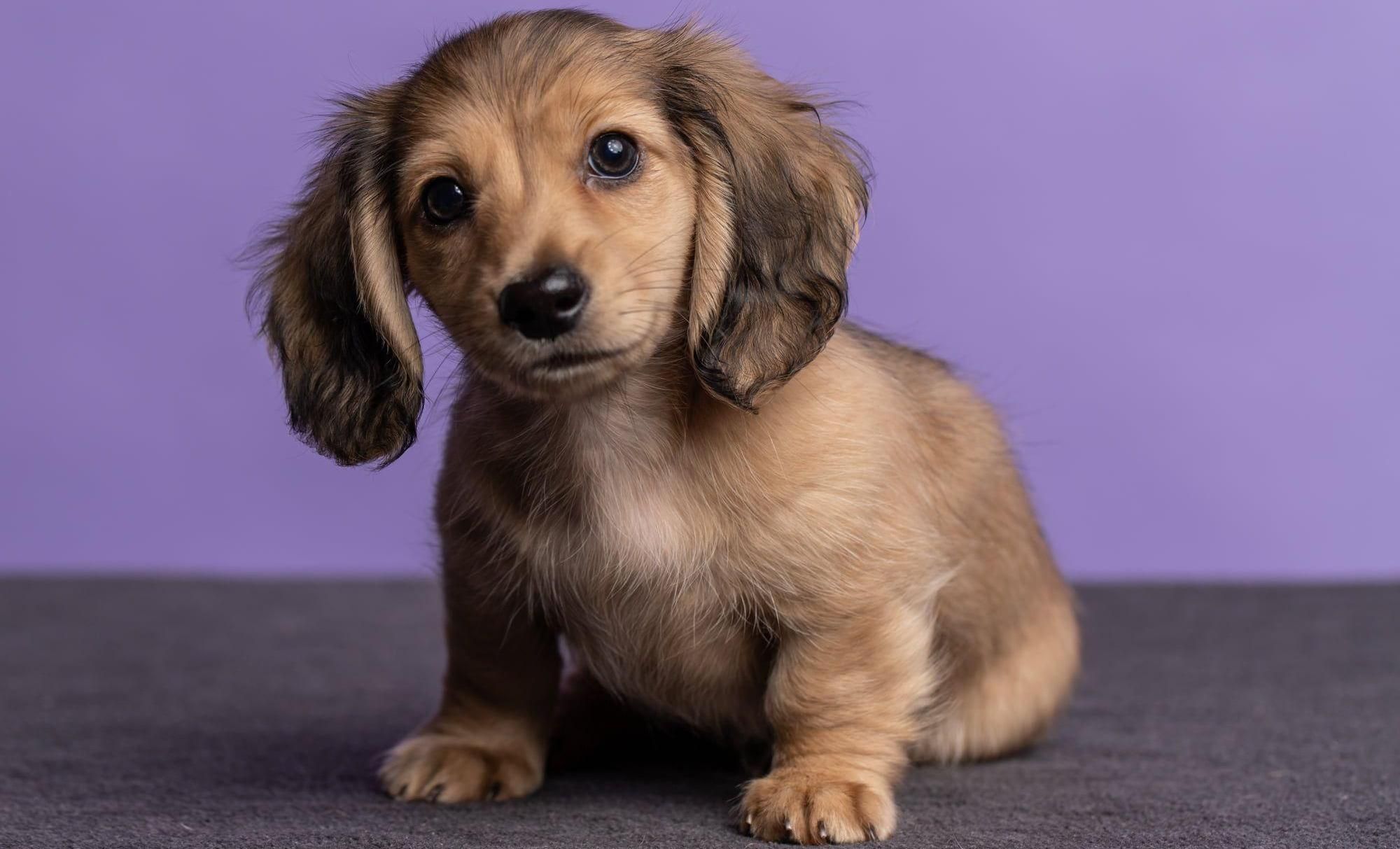 Dachshund Temperament A Comprehensive Overview