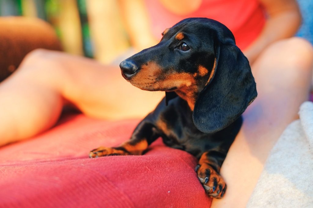 Dachshund Temperament A Comprehensive Overview