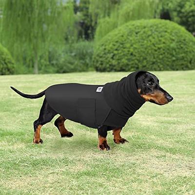 Dressing Up Your Dachshund A Guide to Stylish Canine Apparel