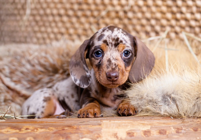 Finding the Perfect Dachshund A Guide to Responsible Breeders