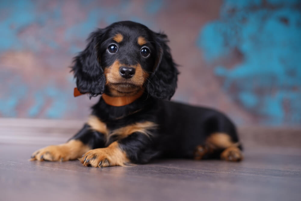 Finding the Perfect Dachshund A Guide to Responsible Breeders