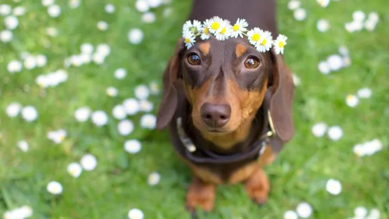 From Badger Hunters to Beloved Companions The Story of the Dachshund