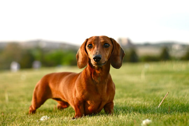 From Badger Hunters to Beloved Companions The Story of the Dachshund