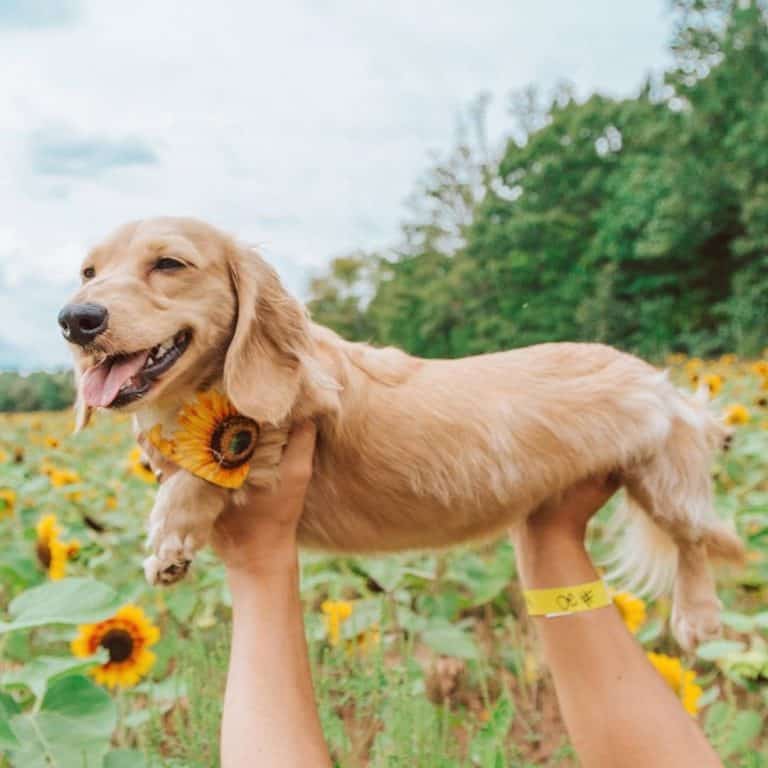 Golden Retriever Dachshund Mix The Perfect Blend of Playfulness and Loyalty