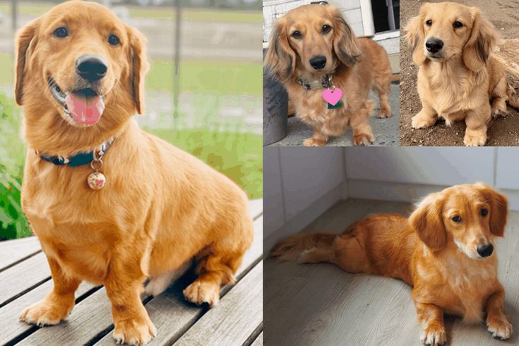 Golden Retriever Dachshund Mix The Perfect Blend of Playfulness and Loyalty