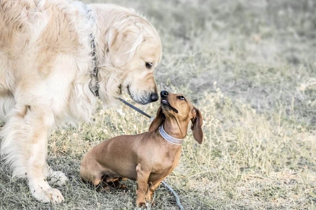 Golden Retriever Dachshund Mix The Perfect Blend of Playfulness and Loyalty