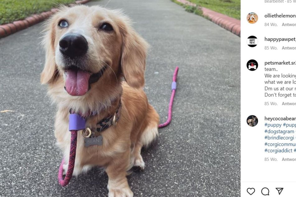 Golden Retriever Dachshund Mix The Perfect Blend of Playfulness and Loyalty