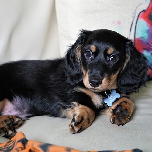 How Much Does a Dachshund Cost? A Comprehensive Guide to Owning This Beloved Breed