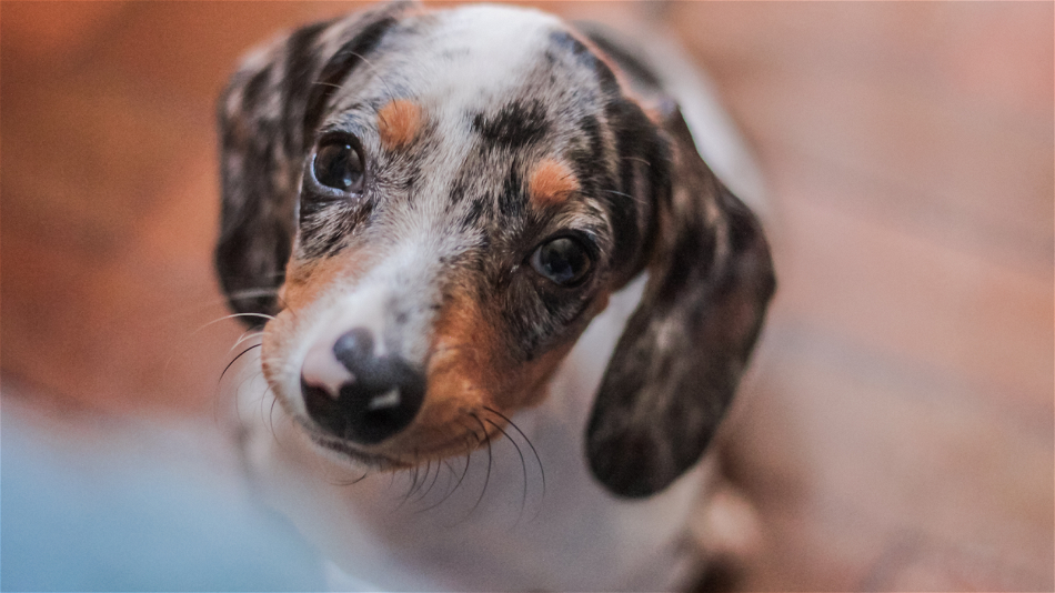 How Much Does a Dachshund Cost? A Comprehensive Guide to Owning This Beloved Breed