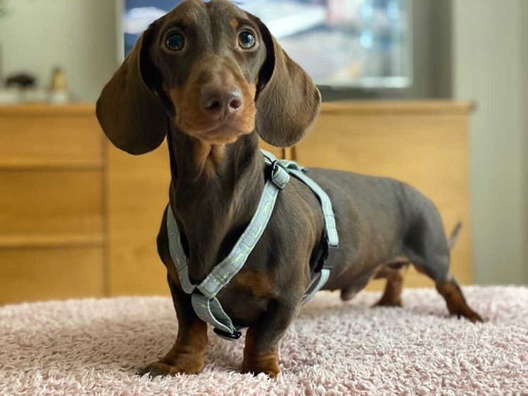 Isabella the Dachshund A Breed Overview