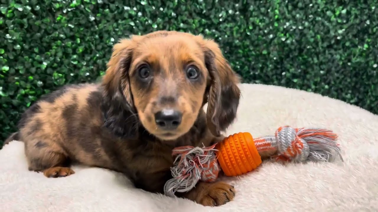 Isabella the Dachshund A Breed Overview