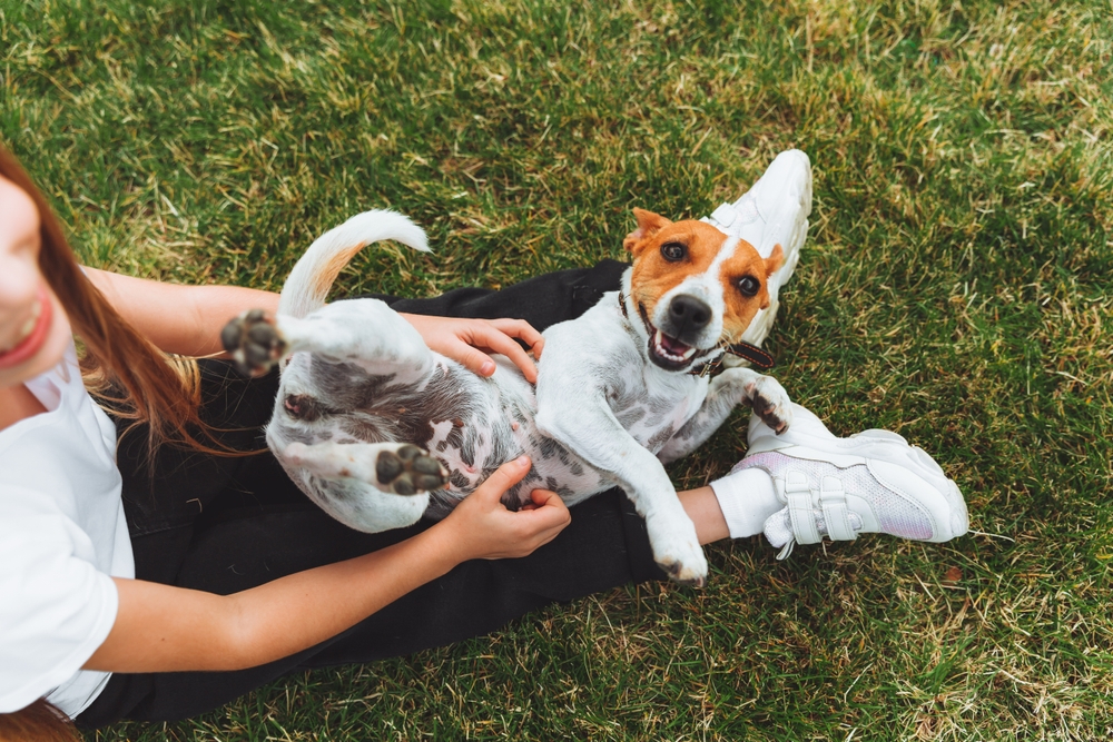 Jack Russell Dachshund Mix The Ultimate Guide