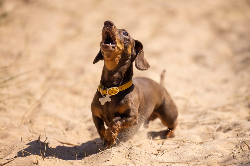 Lifespan of the Miniature Dachshund A Comprehensive Guide