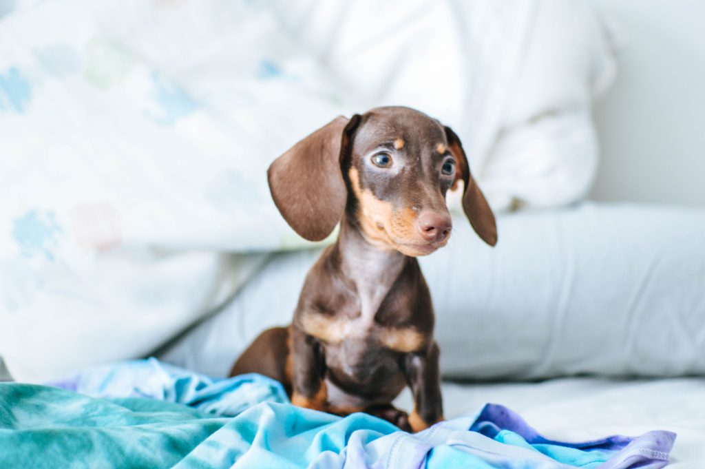 Lifespan of the Miniature Dachshund A Comprehensive Guide