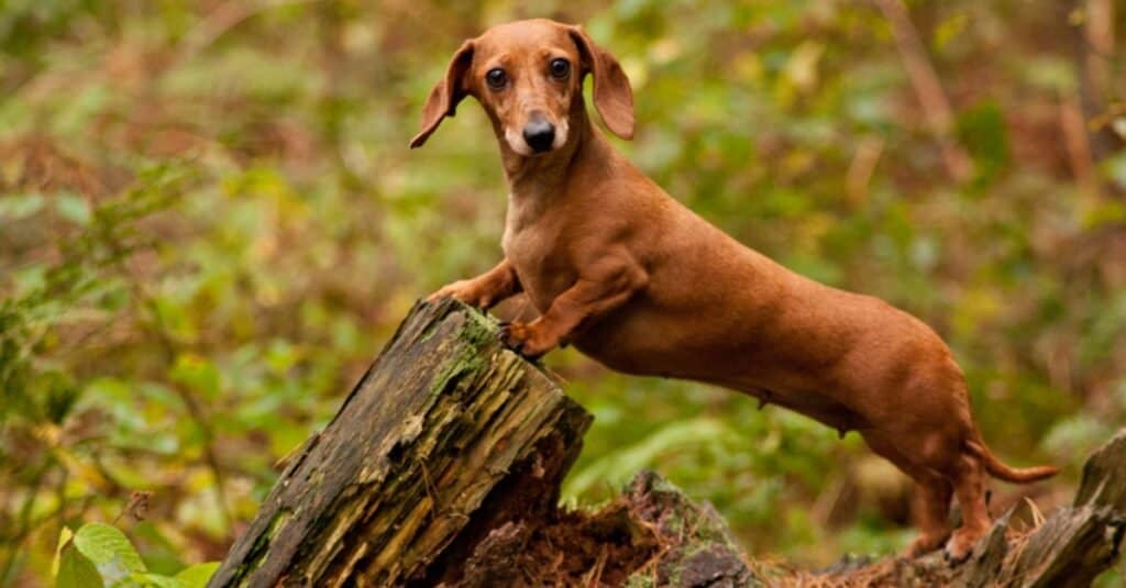 Mini Dachshund Weight A Comprehensive Guide