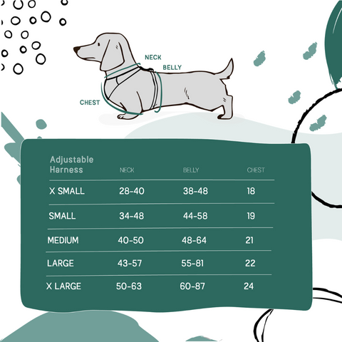 Mini Dachshund Weight A Comprehensive Guide