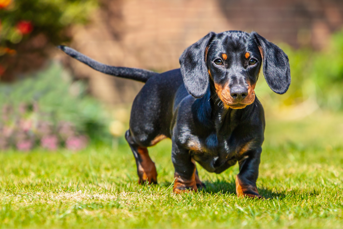 Picasso's Artistic Influence on Dog Portraits