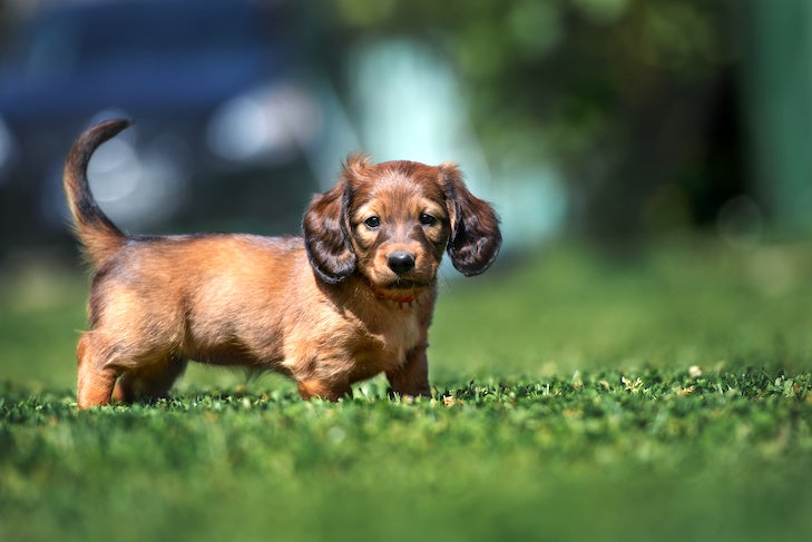 Potty Training Your Dachshund Patience, Persistence, and Plenty of Praise