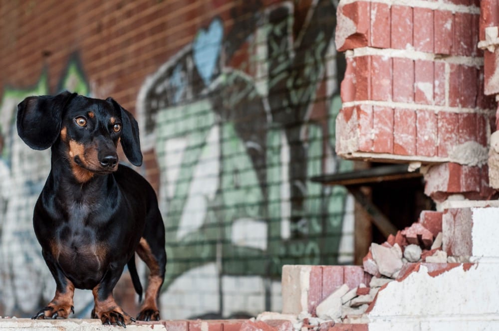 Potty Training Your Dachshund Patience, Persistence, and Plenty of Praise