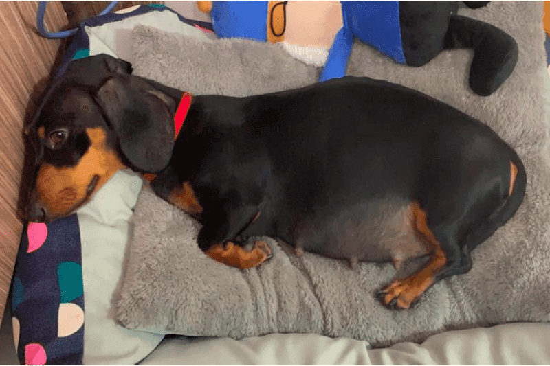 Pregnancy in Dachshunds A Comprehensive Guide