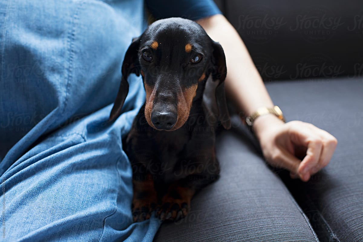 Pregnancy in Dachshunds A Comprehensive Guide