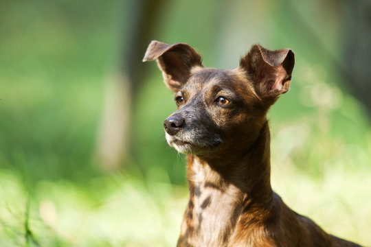 Rat Terrier Dachshund Mix  This Unique Breed