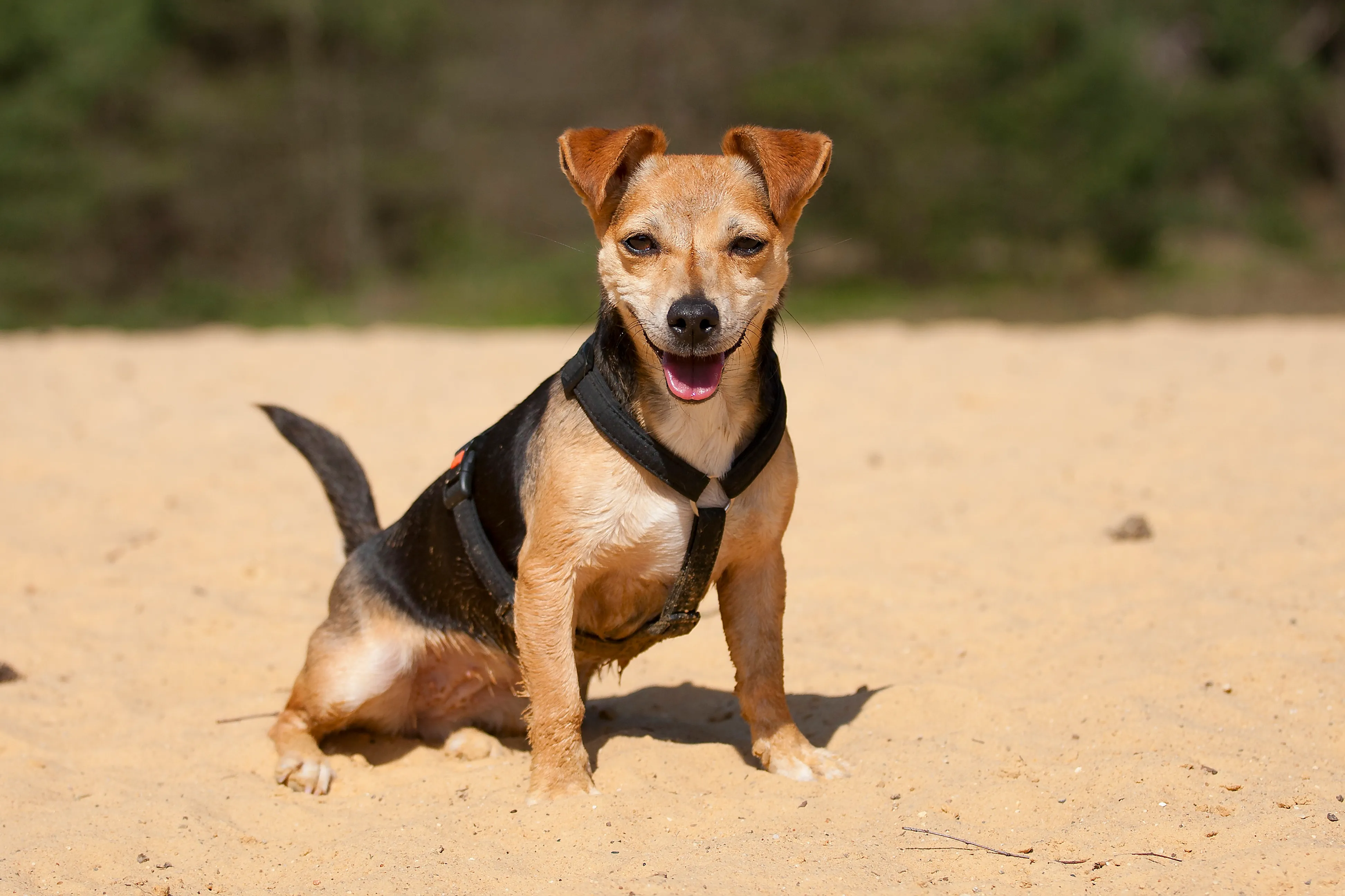 Rat Terrier Dachshund Mix  This Unique Breed