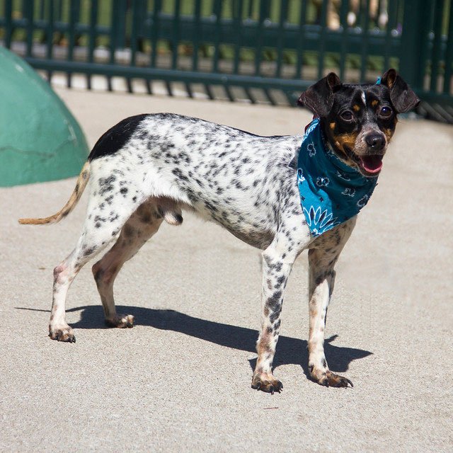 Rat Terrier Dachshund Mix  This Unique Breed