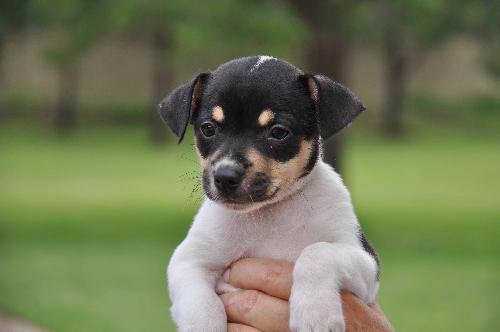 Rat Terrier Dachshund Mix  This Unique Breed