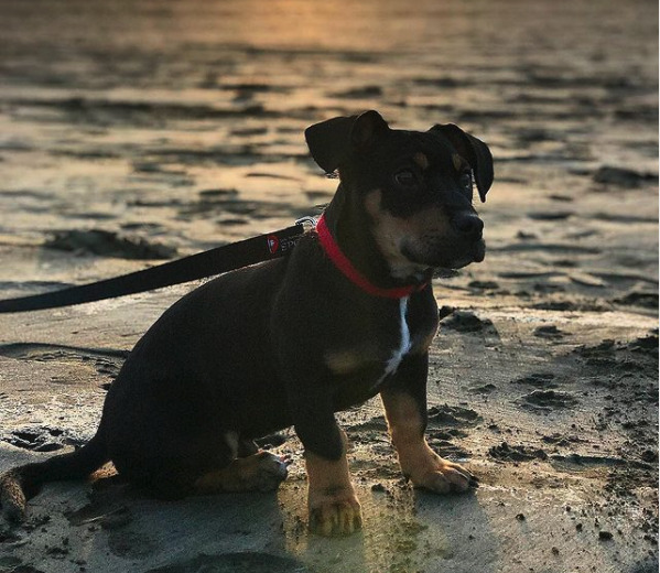 Rottweiler Dachshund Mix A Unique and Striking Breed