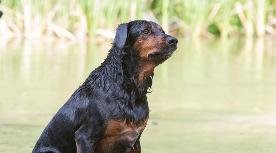 Rottweiler Dachshund Mix A Unique and Striking Breed