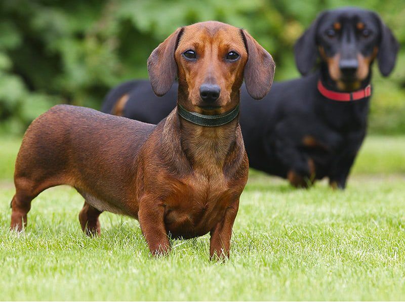 The Adorable Aussie Dachshund Mix A Unique Blend of Personality and Charm